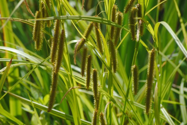 Carex pseudocyperus 9 cm Topf - Größe nach Saison