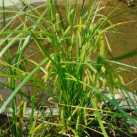 Carex pseudocyperus 9 cm Topf - Größe nach Saison