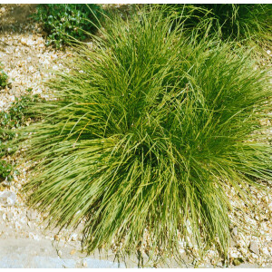 Carex umbrosa 9 cm Topf - Größe nach Saison
