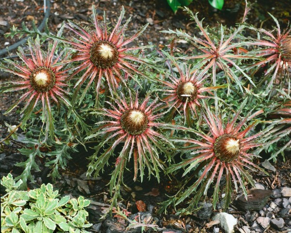 Carlina acaulis ssp.simplex 9 cm Topf - Größe nach Saison