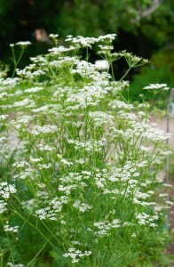 Carum carvi 9 cm Topf - Größe nach Saison