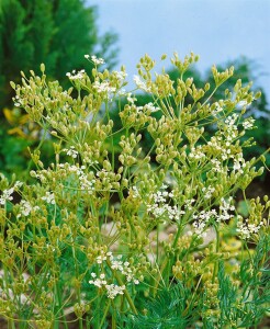 Carum carvi 9 cm Topf - Größe nach Saison