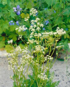 Carum carvi 9 cm Topf - Größe nach Saison