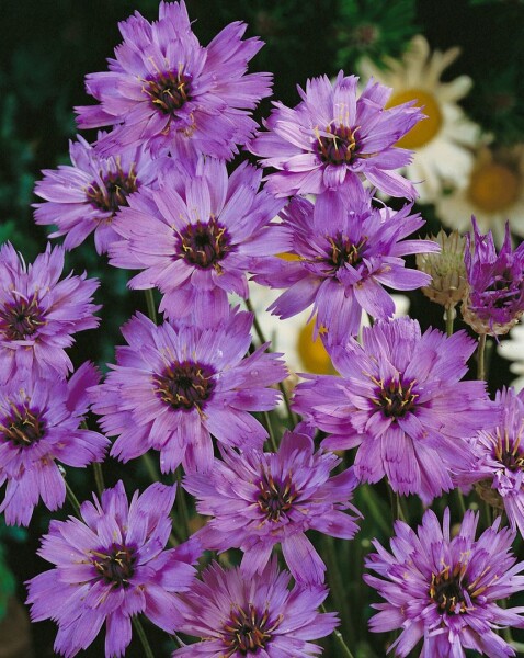 Catananche caerulea 9 cm Topf - Größe nach Saison