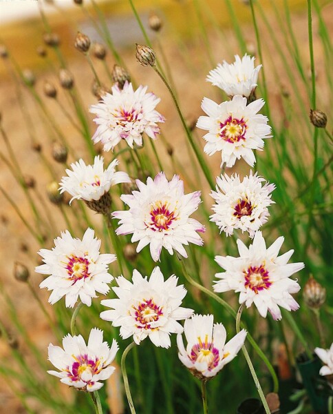 Catananche caerulea Alba 9 cm Topf - Größe nach Saison