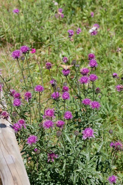 Centaurea bella 9 cm Topf - Größe nach Saison