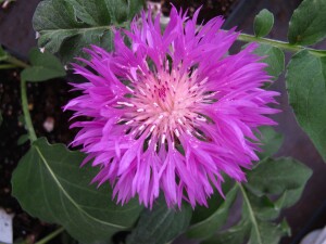 Centaurea dealbata 9 cm Topf - Größe nach Saison