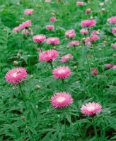 Centaurea dealbata 9 cm Topf - Größe nach Saison