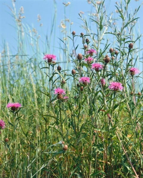 Centaurea jacea 11 cm Topf - Größe nach Saison