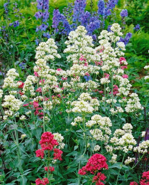 Centranthus ruber Albus 9 cm Topf - Größe nach Saison