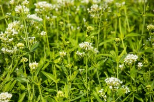 Centranthus ruber Albus 9 cm Topf - Größe nach Saison