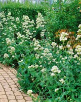 Centranthus ruber Albus 9 cm Topf - Größe nach Saison