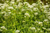 Centranthus ruber Albus 9 cm Topf - Größe nach Saison