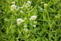 Centranthus ruber Albus 9 cm Topf - Größe nach Saison