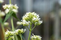 Centranthus ruber Albus 9 cm Topf - Größe nach Saison