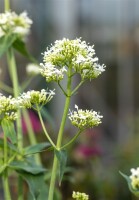 Centranthus ruber Albus 9 cm Topf - Größe nach Saison