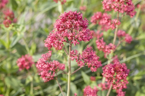 Centranthus ruber Coccineus 9 cm Topf - Größe nach Saison