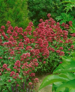 Centranthus ruber Coccineus 9 cm Topf - Größe nach Saison