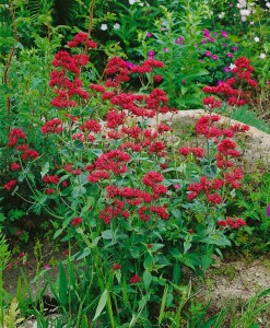 Centranthus ruber Coccineus 9 cm Topf - Größe nach Saison