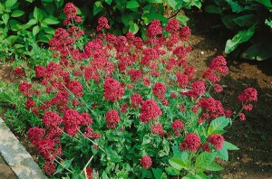 Centranthus ruber Coccineus 9 cm Topf - Größe nach Saison