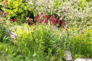 Centranthus ruber Coccineus 9 cm Topf - Größe nach Saison