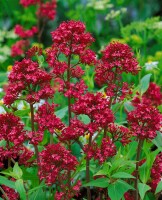 Centranthus ruber Coccineus 9 cm Topf - Größe nach Saison