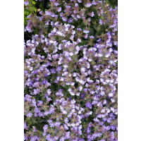Chaenarrhinum origanifolium Blue Dream 9 cm Topf -...