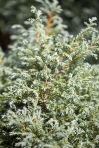 Chamaecyparis pisifera Baby Blue 1L