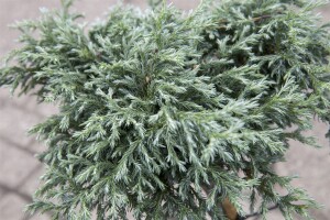 Chamaecyparis pisifera Baby Blue 1L