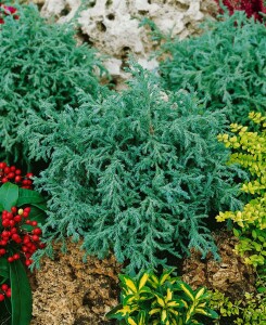 Chamaecyparis pisifera Baby Blue 1L