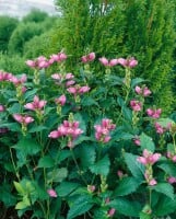 Chelone lyonii Hot Lips 9 cm Topf - Größe nach Saison