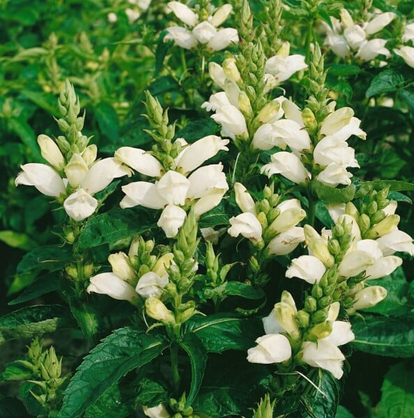 Chelone obliqua Alba 9 cm Topf - Größe nach Saison