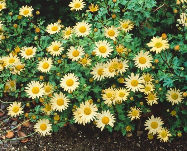 Chrysanthemum Arcticum-Hyb.Schwefelglanz 9 cm Topf - Größe nach Saison