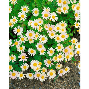 Chrysanthemum Arcticum-Hyb.Schwefelglanz 9 cm Topf -...