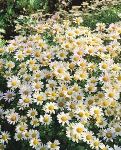 Chrysanthemum Arcticum-Hyb.Schwefelglanz 9 cm Topf - Größe nach Saison