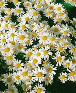 Chrysanthemum Arcticum-Hyb.Schwefelglanz 9 cm Topf - Größe nach Saison