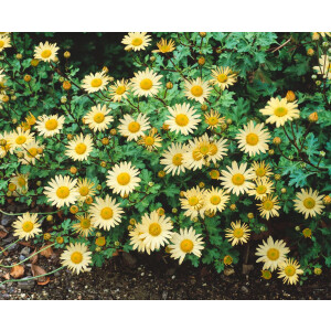 Chrysanthemum Arcticum-Hyb.Schwefelglanz P 0,5