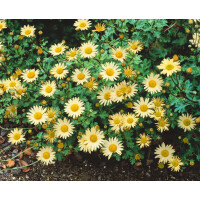 Chrysanthemum Arcticum-Hyb.Schwefelglanz 9 cm Topf -...