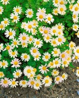 Chrysanthemum Arcticum-Hyb.Schwefelglanz 9 cm Topf - Größe nach Saison