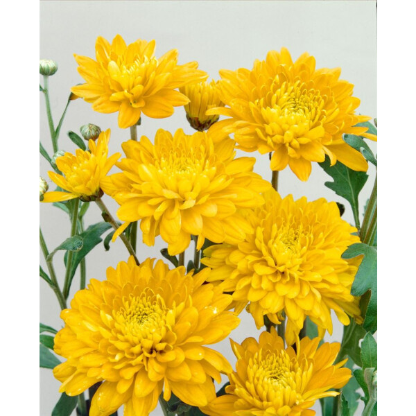 Chrysanthemum x hort.Bienchen P 0,5