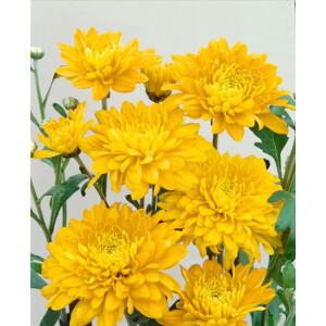 Chrysanthemum x hort.Bienchen 9 cm Topf -...