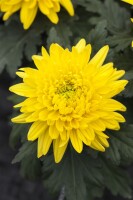 Chrysanthemum x hort.Bienchen 9 cm Topf - Größe nach Saison