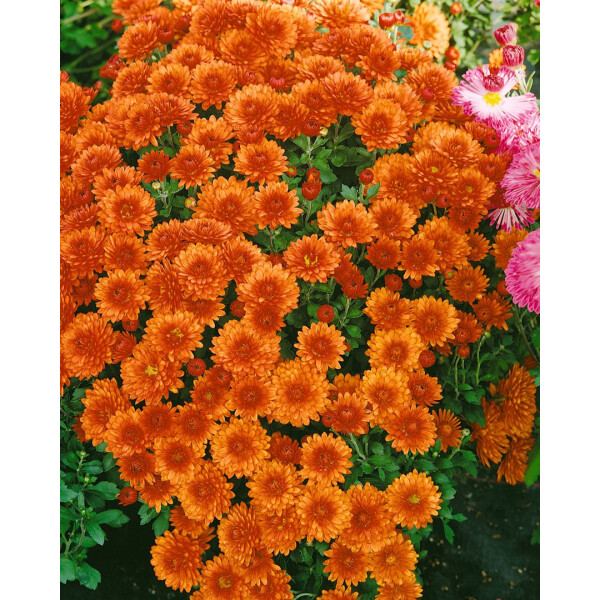 Chrysanthemum x hort.Bronzekrone P 0,5