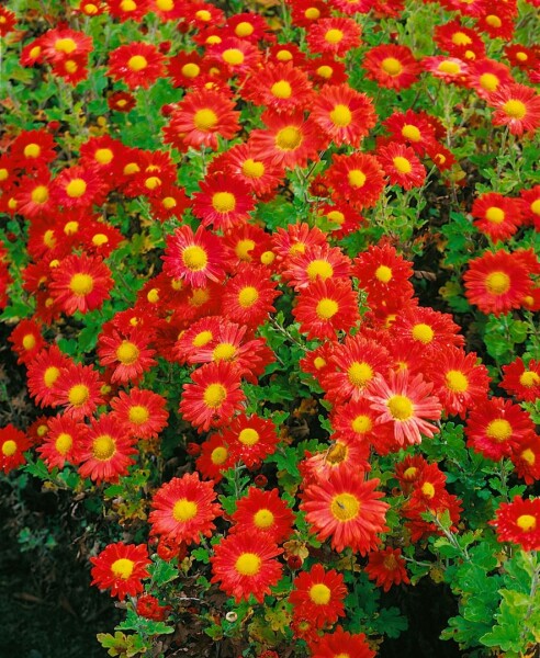 Chrysanthemum x hort.Fellbacher Wein 9 cm Topf - Größe nach Saison