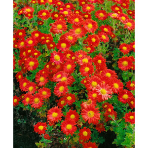 Chrysanthemum x hort.Fellbacher Wein 9 cm Topf -...