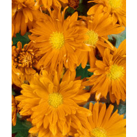 Chrysanthemum x hort.Havelschwan 9 cm Topf -...