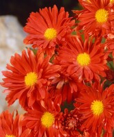 Chrysanthemum x hort.Havelschwan 9 cm Topf - Größe nach Saison