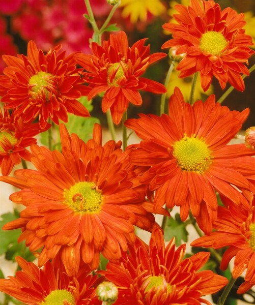 Chrysanthemum x hort.Kl.Bernstein 9 cm Topf - Größe nach Saison