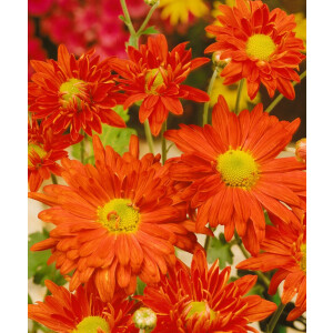 Chrysanthemum x hort.Kl.Bernstein 9 cm Topf -...