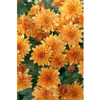 Chrysanthemum x hort.Mandarine 9 cm Topf -...